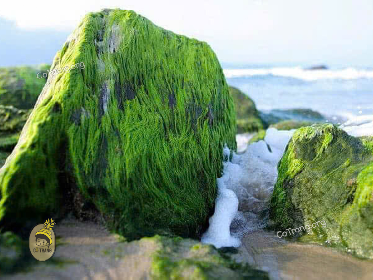 bãi rêu nam ô đà nẵng